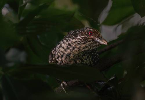 Asian koel