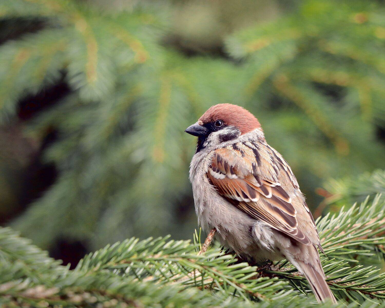 птицы, лес, воробей, природа, деревья, крупный план, Титов Александр
