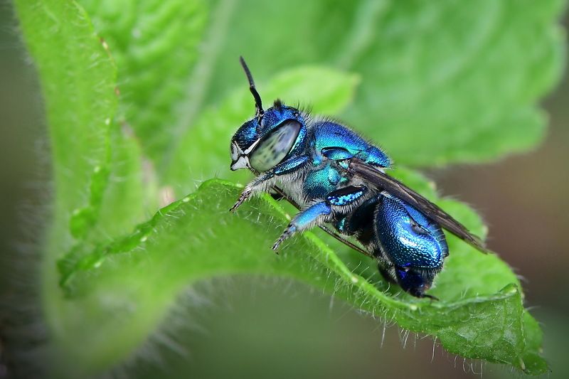 abelha, denis moura, mogi das cruzes, brasil, bee Abelha фото превью