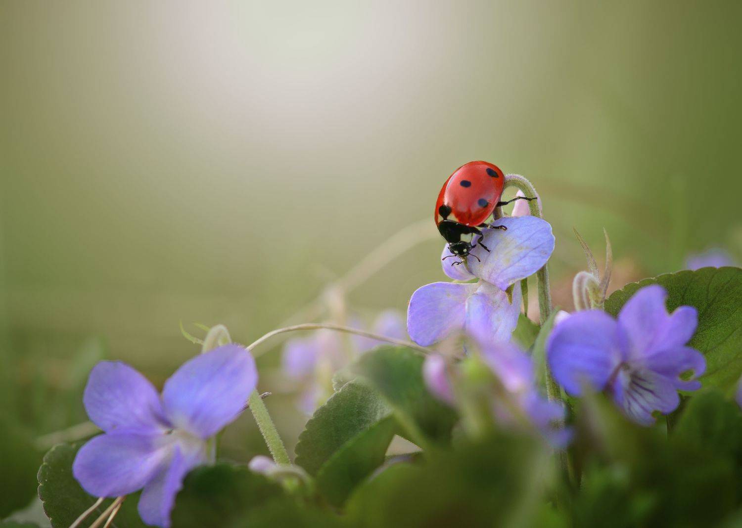 , Татьяна Винничук