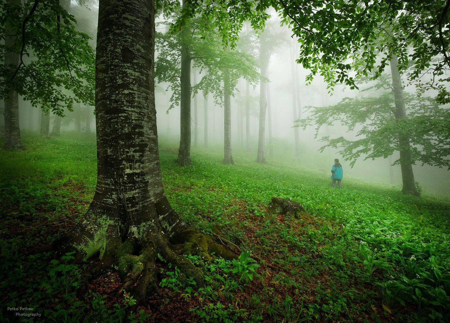 , Петко Петков