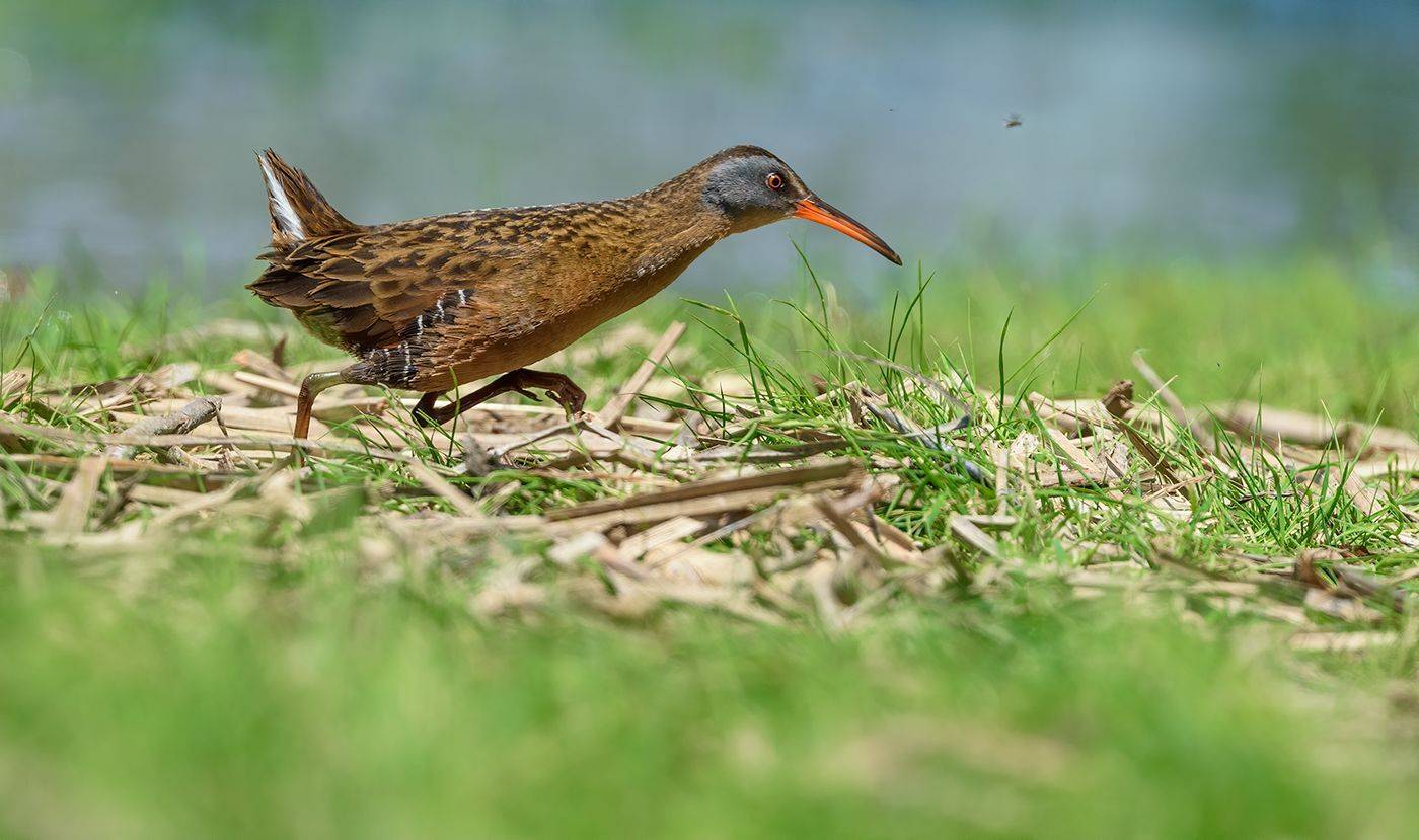 virginia, rail, AlexsanderBB