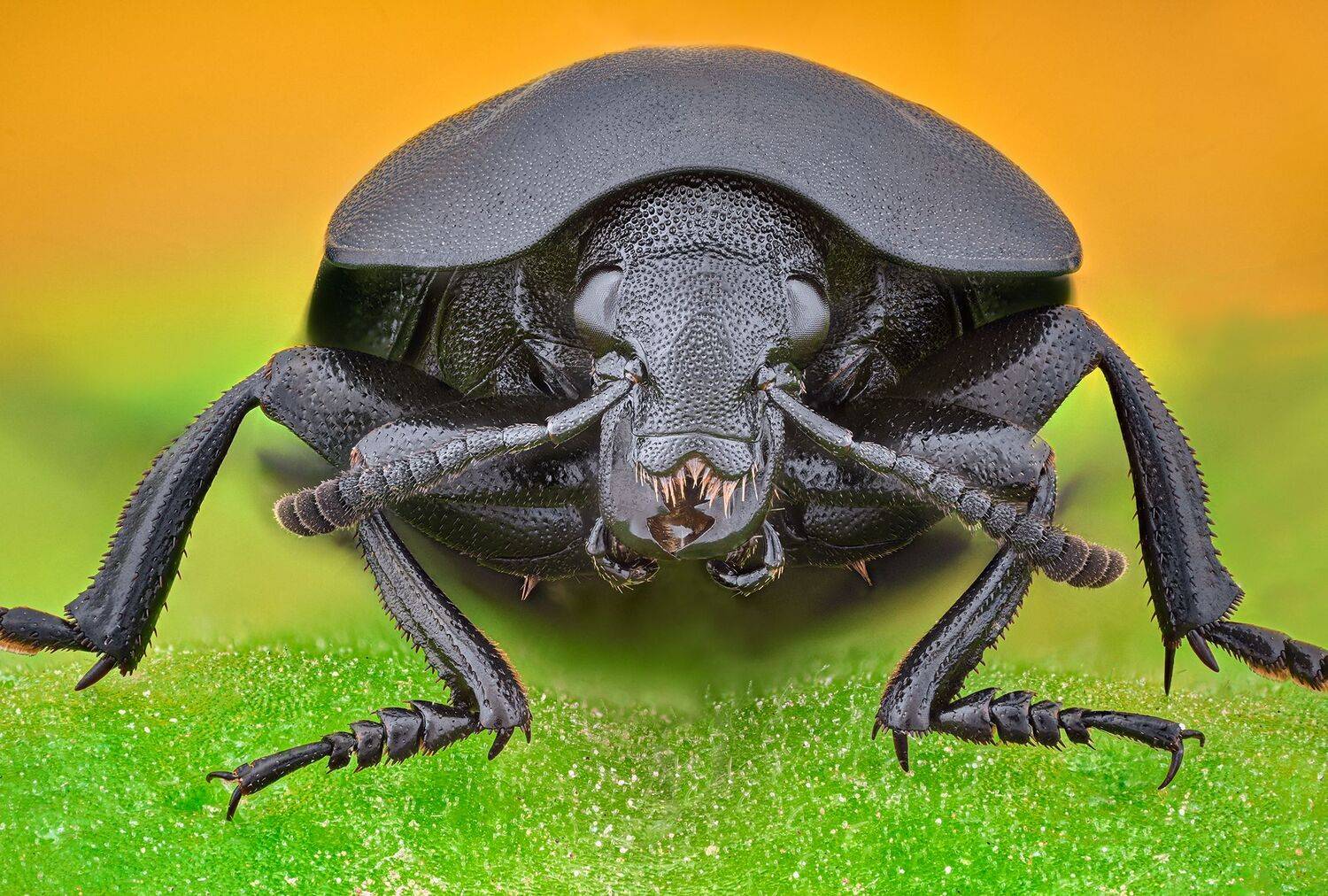 ceclii, macro, Tsvetan Ganev