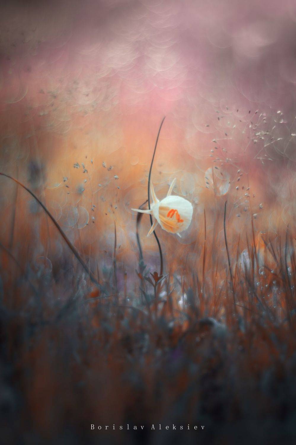 pink,orange,flower,bokeh,zenit,helios,nature,exterior, Борислав Алексиев