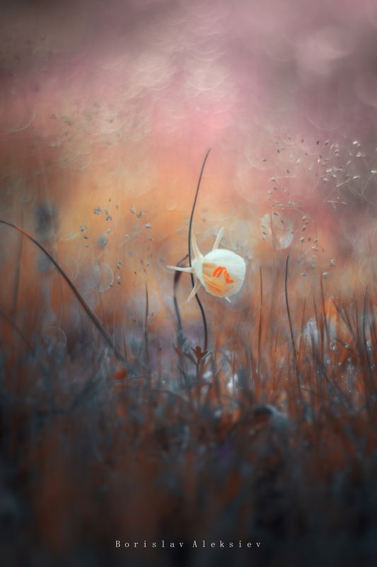 Pink фото превью