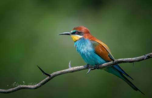 В колонии щурок золотистых