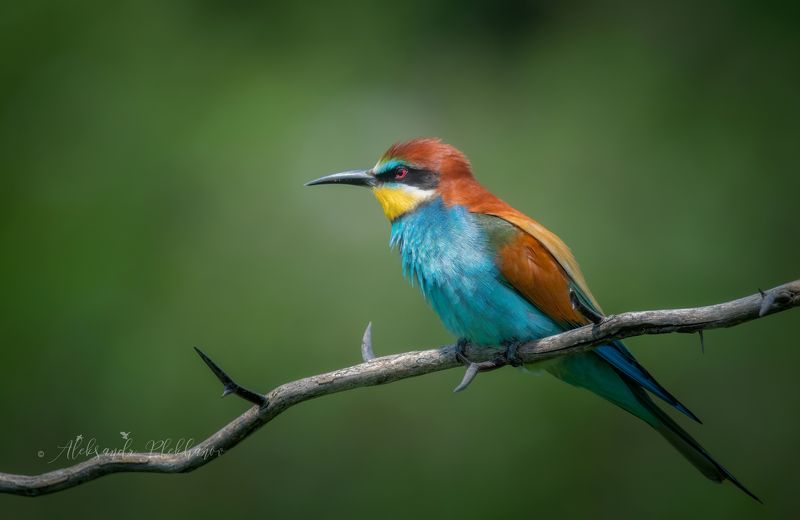 wildlife , живая , природа , щурки , золотистые В колонии щурок золотистых фото превью