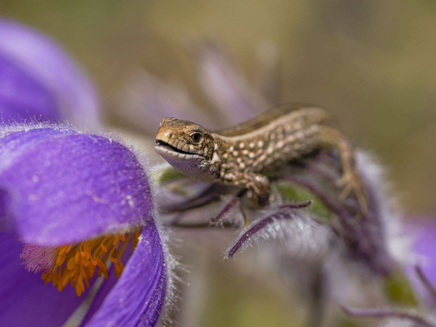 , Семенко Александр