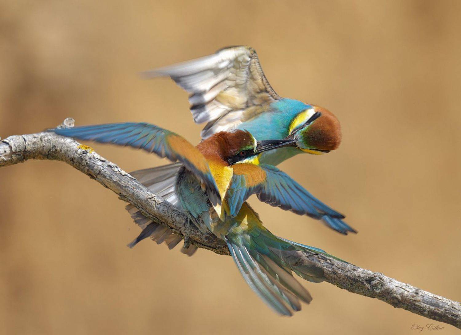 птицы, золотистые, щурки, Олег Есиков