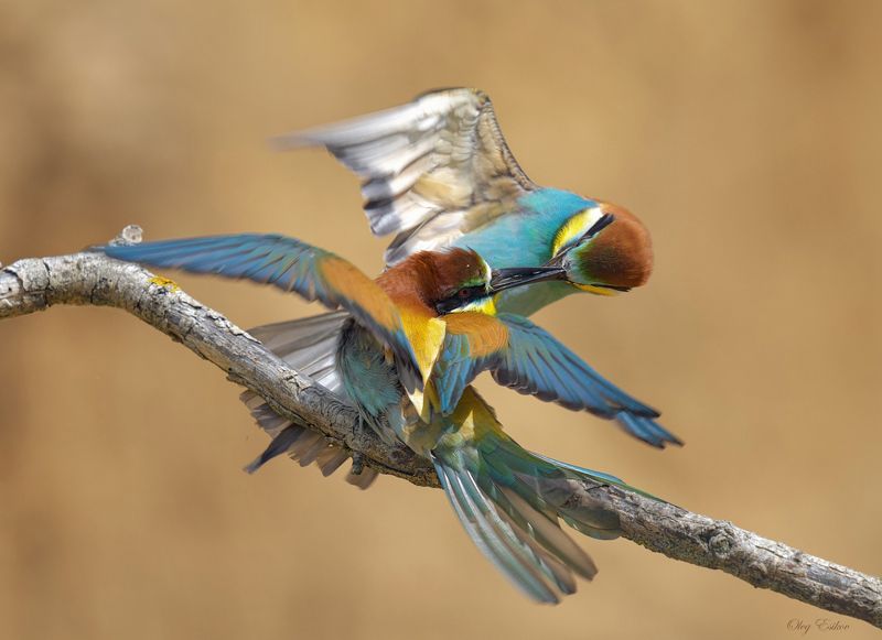 птицы, золотистые, щурки Кто на присаде главный? фото превью