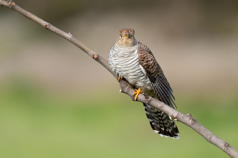 Cuculus canorus фото превью