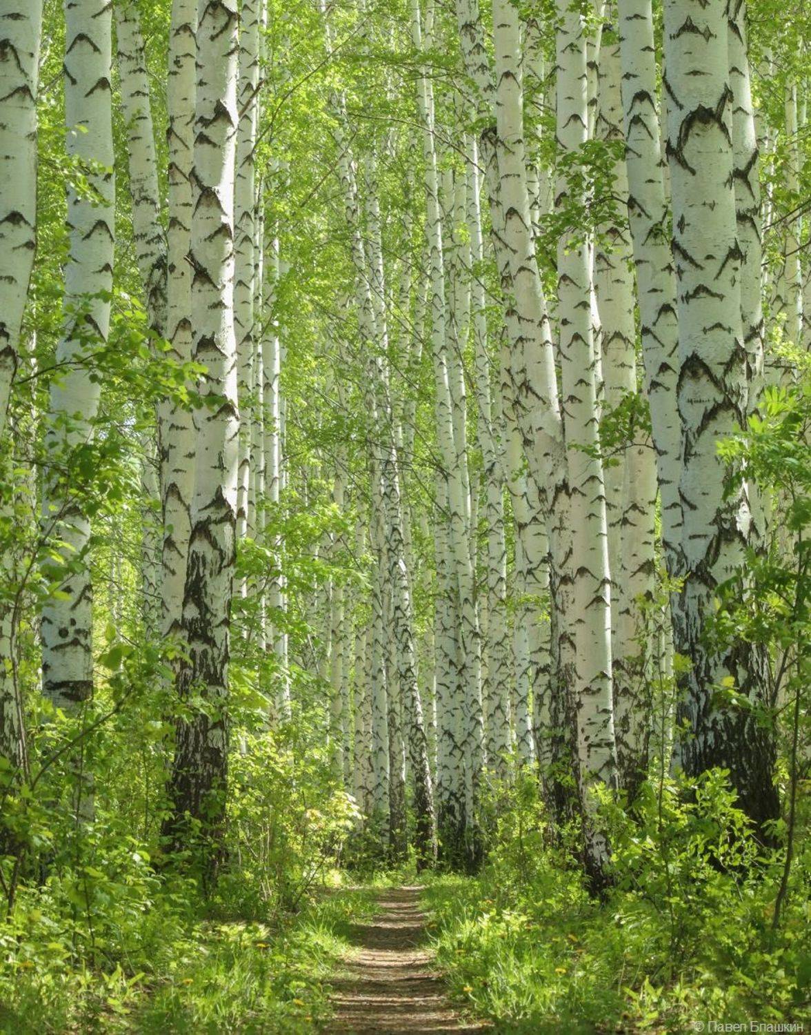 , Павел Блашкин