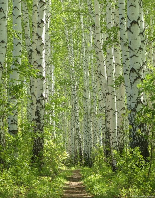 Берёзовой тропинкой фото превью