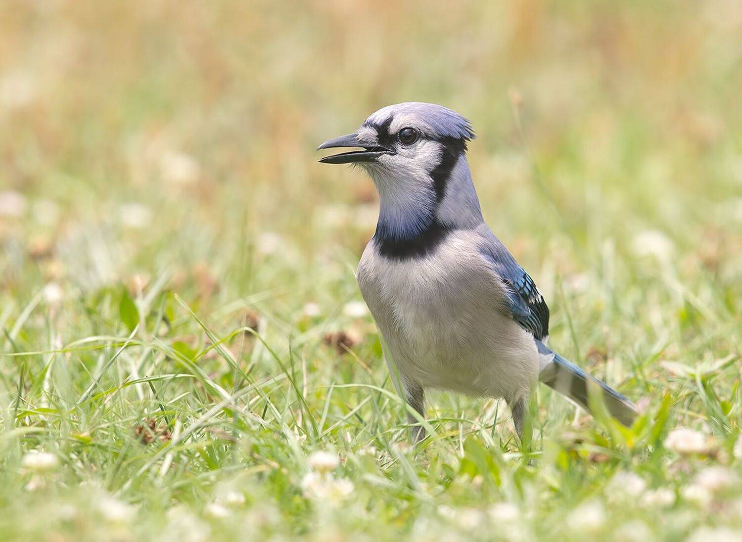 cойка, blue jay, jay,весна, Etkind Elizabeth