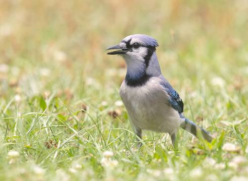 Blue Jay - Голубая сойка