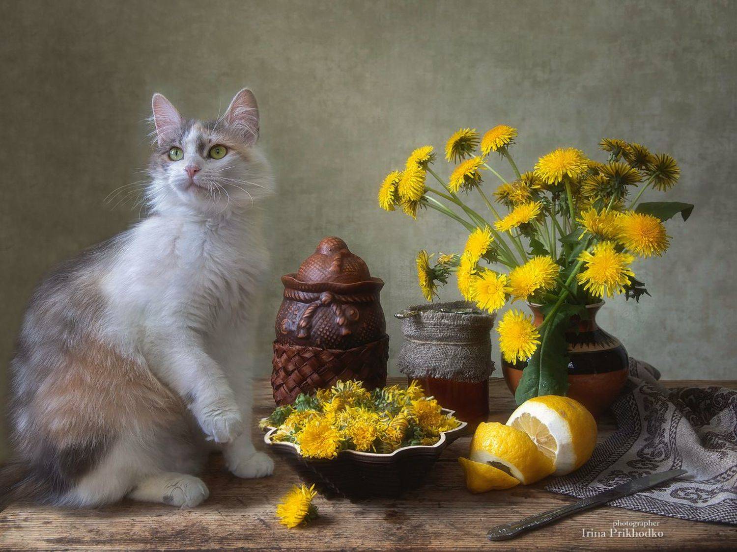 котонатюрморт, натюрморт, весна, кошки, домашние питомцы, пушистики, одуванчики, Приходько Ирина