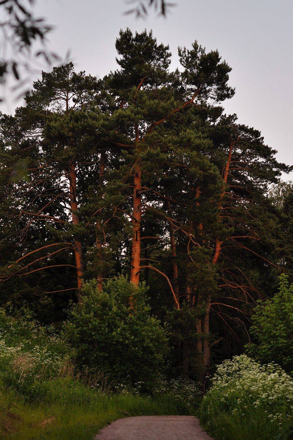 природа, лес, деревья, красота, пейзаж, nature, landscape,  Kerry Moore