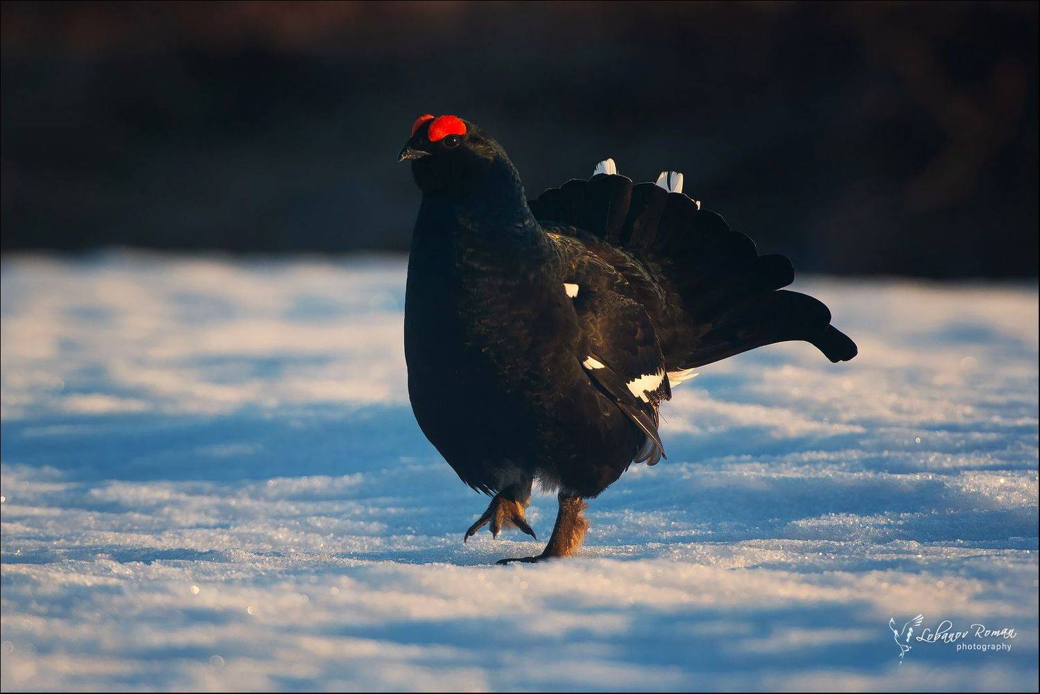 тетерев, лобанов, карелия, водлозерский, Лобанов Роман