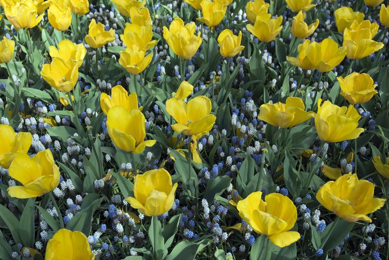 Тюльпаны фото превью