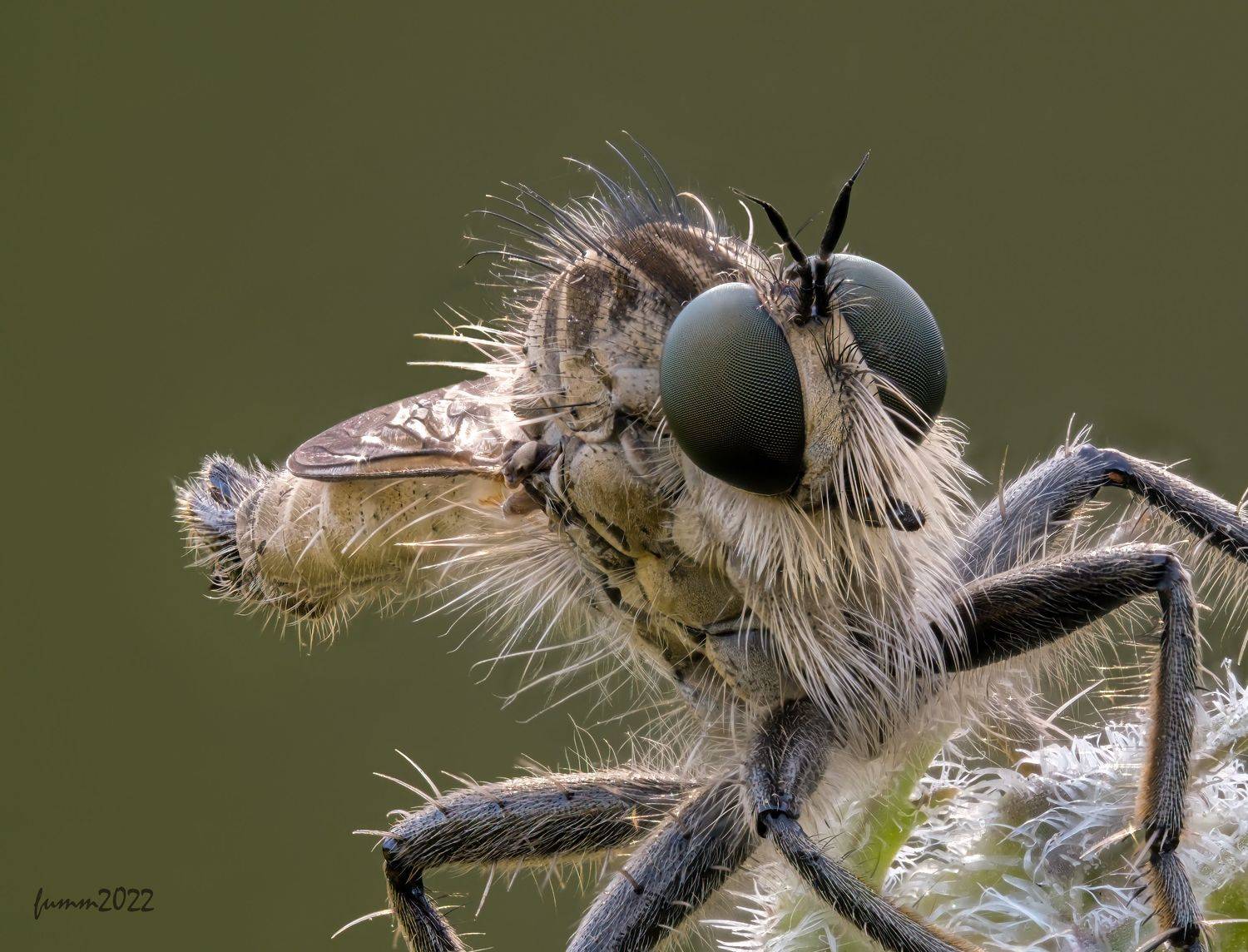 , Игорь ФУММ