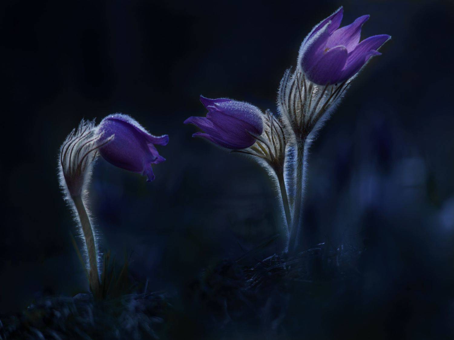 , Семенко Александр