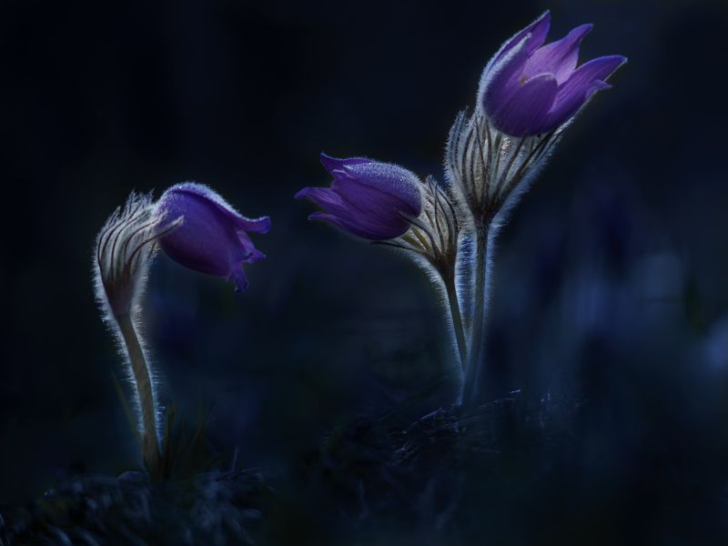 Третий лишний фото превью