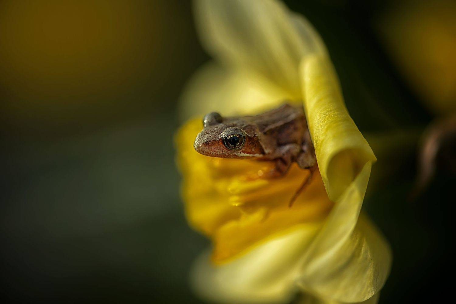 , Анастасия Думинская