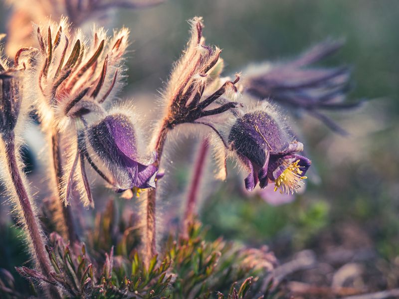 Сон-трава фото превью