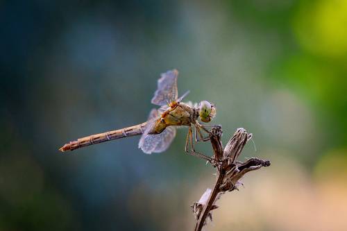 Стрекоза Sympetrum Sanguineum.