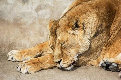 Не светская Львица