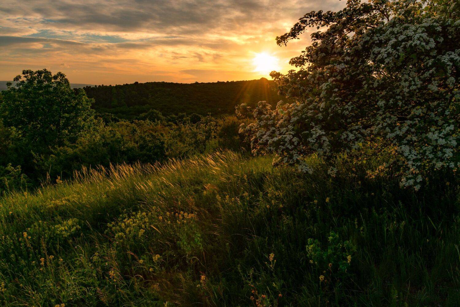 закат,боярышник,склон горы,природа,пейзаж,май,кмв, Елена Брежицкая