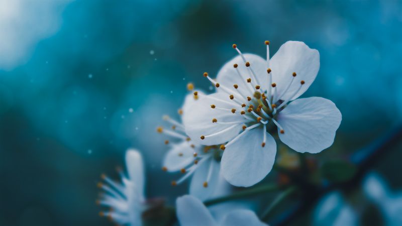 природа, цветы, макро Макро природа фото превью