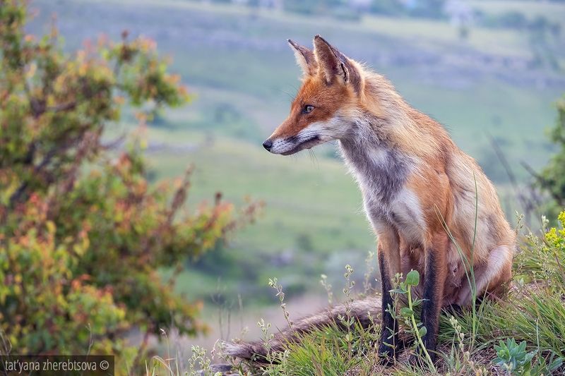 Лиса фото превью