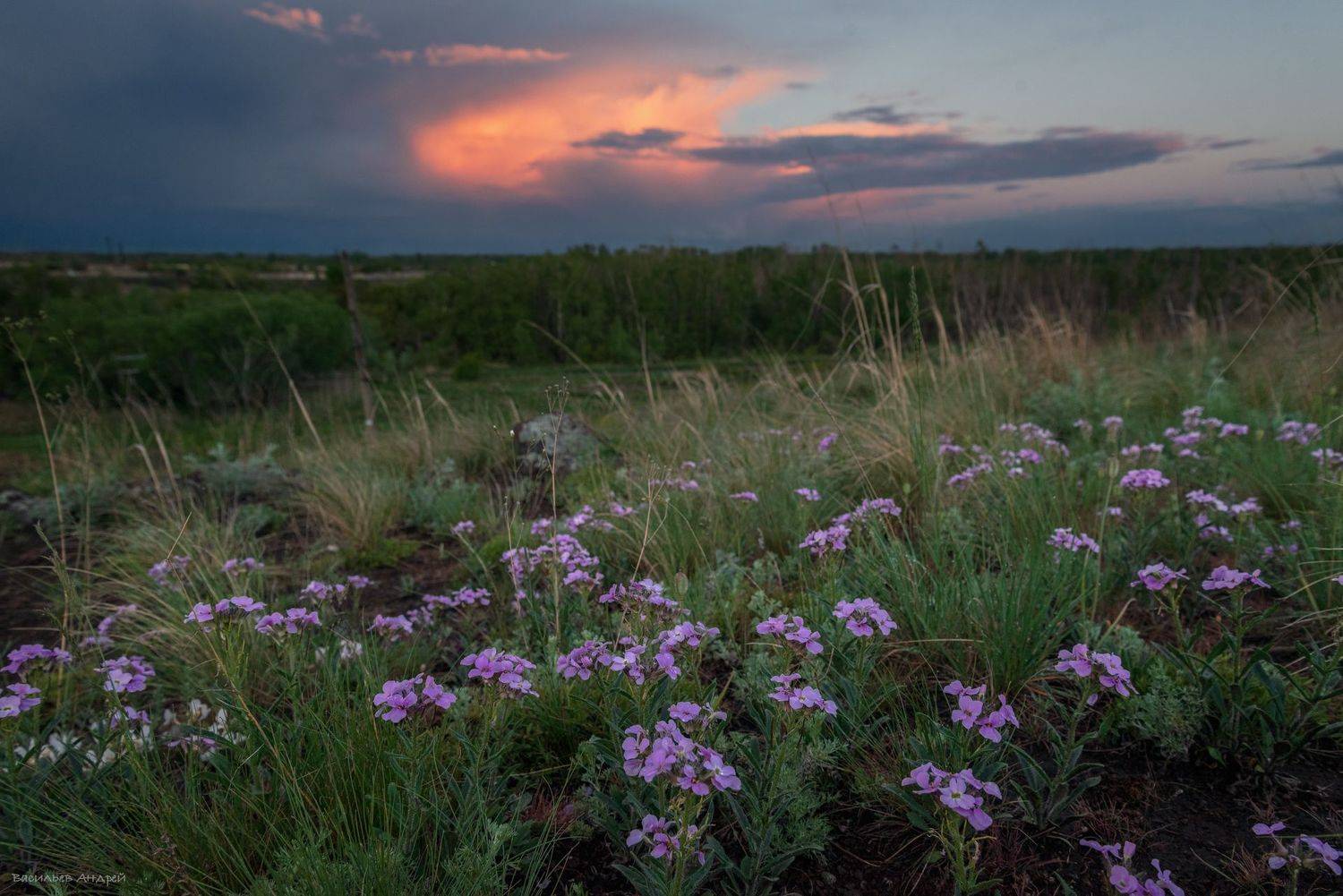 весна, природа, цветы, Vasilyev Andrey