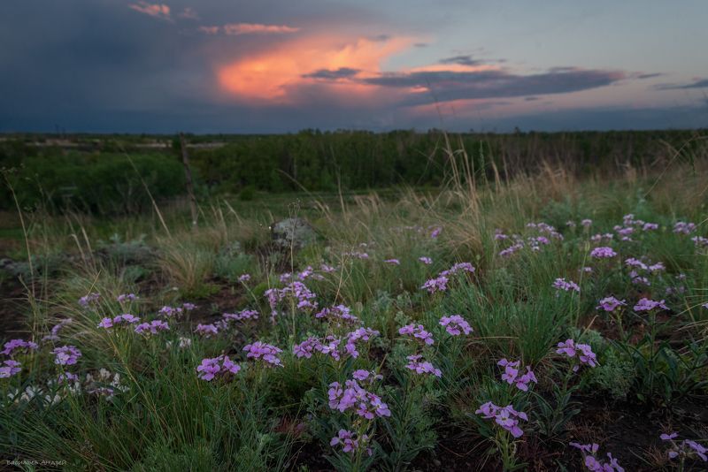 весна, природа, цветы После дождя фото превью