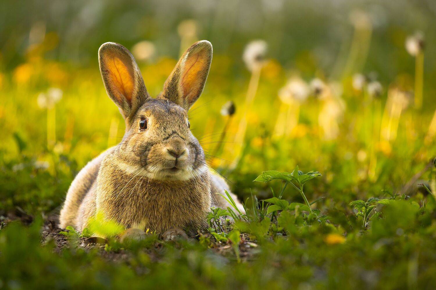 , Robert Adamec