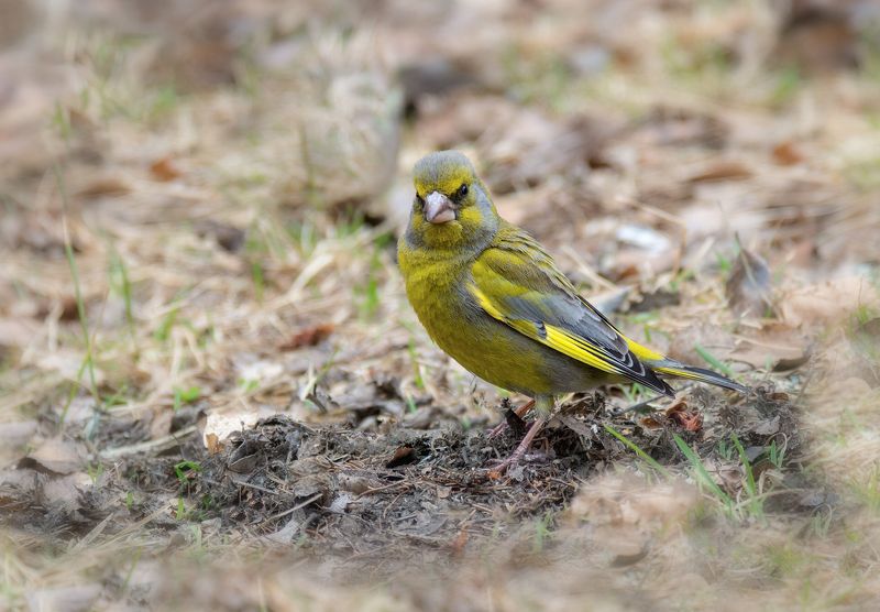 птица, зеленушка, самец, самка, очень серьёзный птиЦ! фото превью
