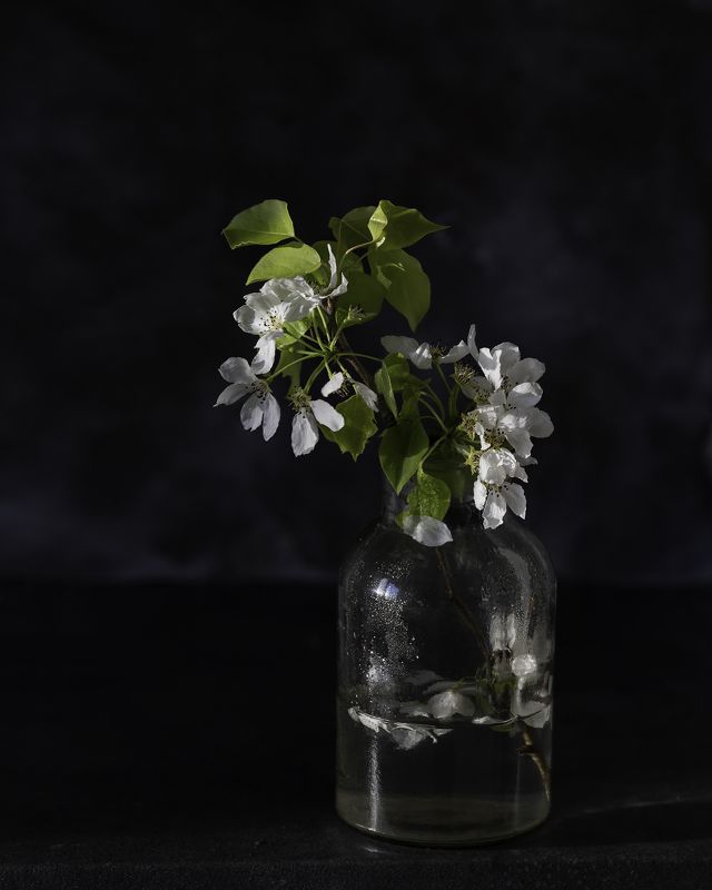 Ветка яблони фото превью