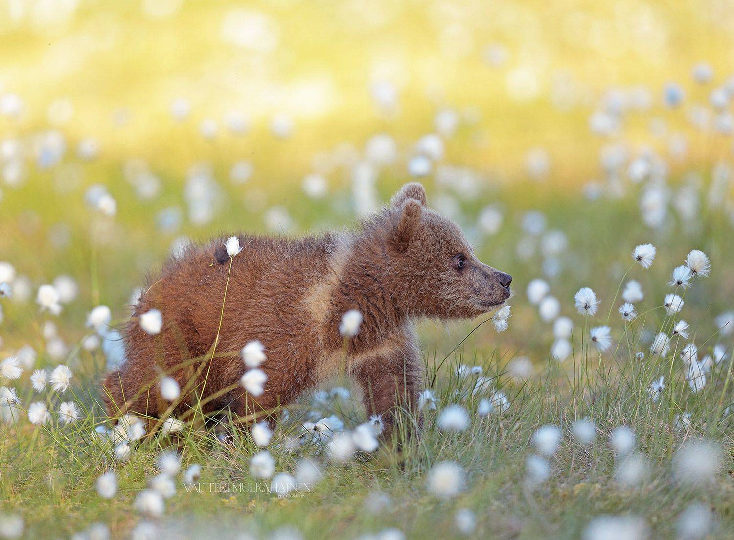 , Mulkahainen Valtteri