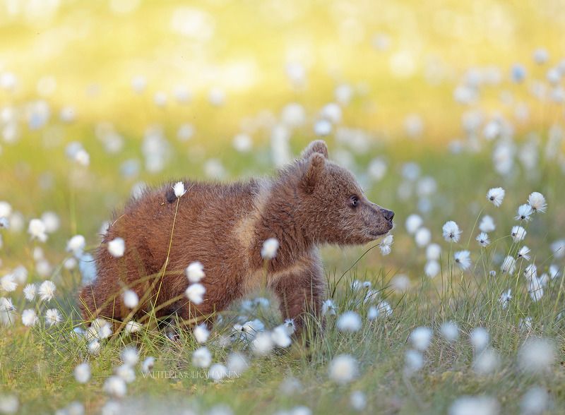 В ожидании вкусняшек .... фото превью