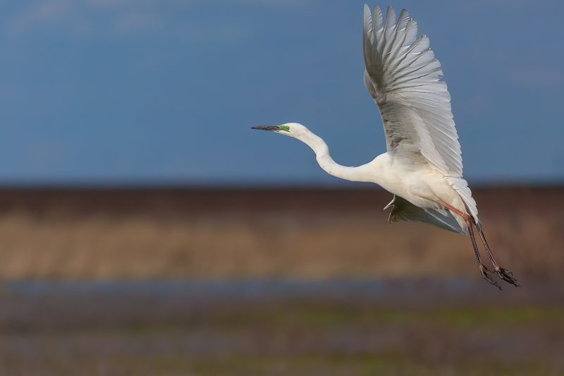 большая белая цапля, great egret, ardea alba *** фото превью