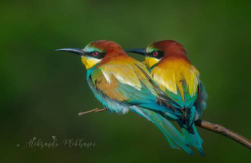 Щурки золотистые