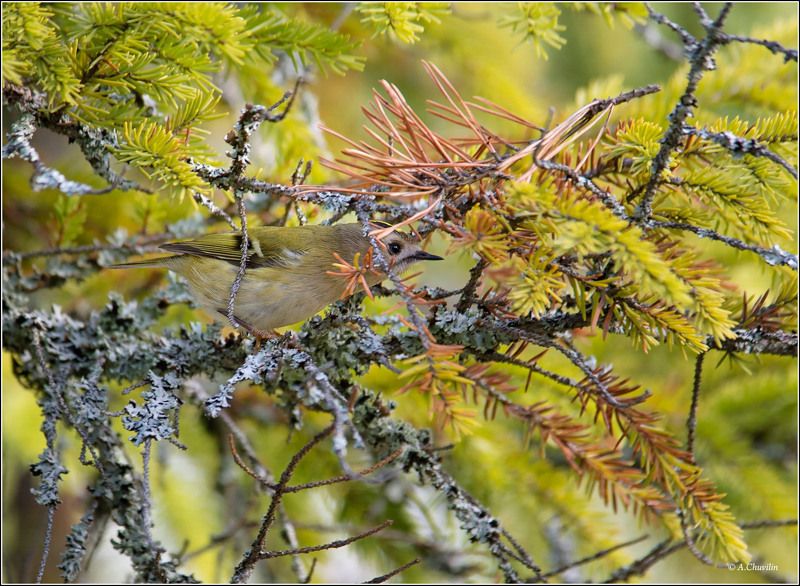 птица,королёк,спрятался Спрятался ) фото превью