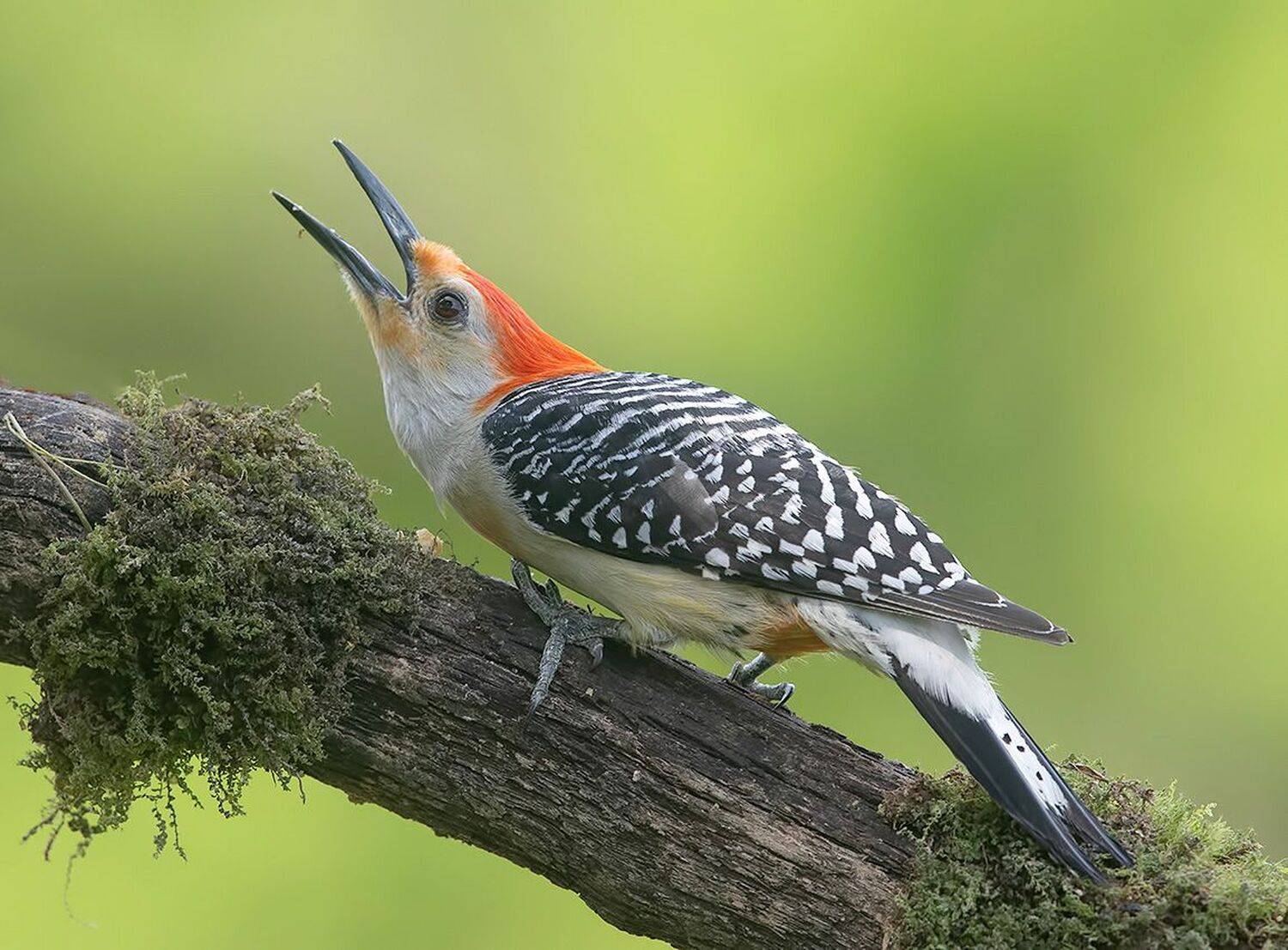 дятел, каролинский меланерпес, red-bellied woodpecker, woodpecker, Etkind Elizabeth