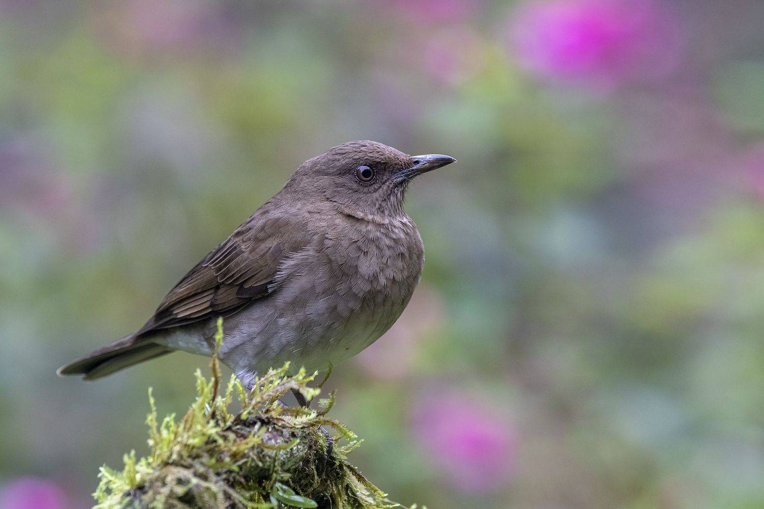 , Fernando Burgalin Sequeira