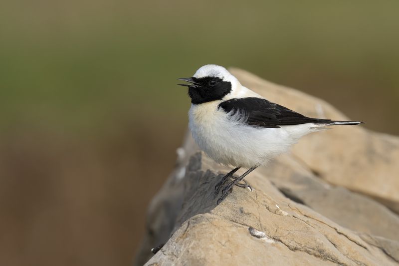 Oenanthe hispanica фото превью