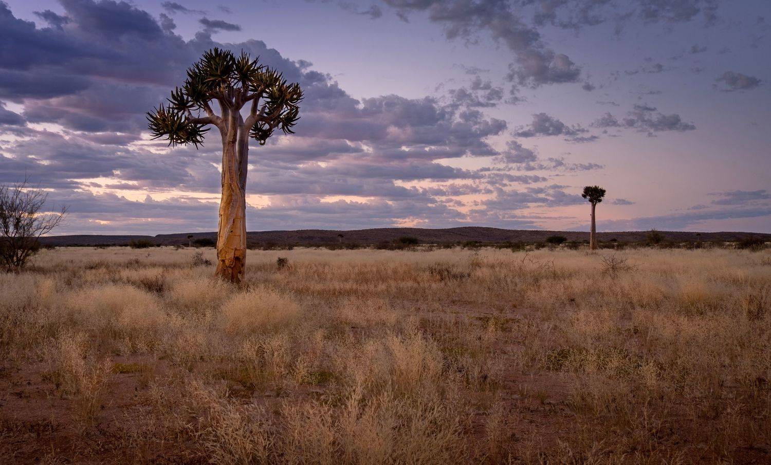 саванна, вечер, нд, дерево, намибия, savannah, evening, tree, намибия 2021, Демкина Надежда