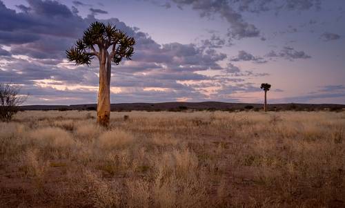 Вечерние краски саванны