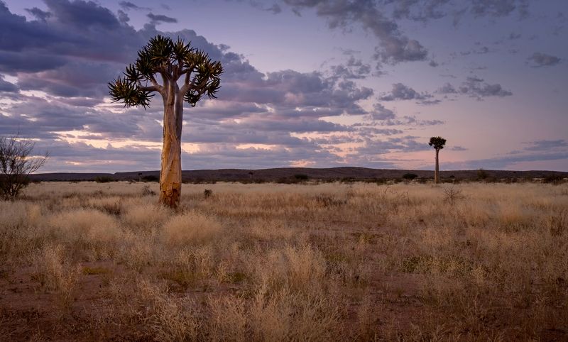 саванна, вечер, нд, дерево, намибия, savannah, evening, tree, намибия 2021 Вечерние краски саванны фото превью