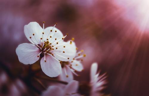 В красном оттенке.